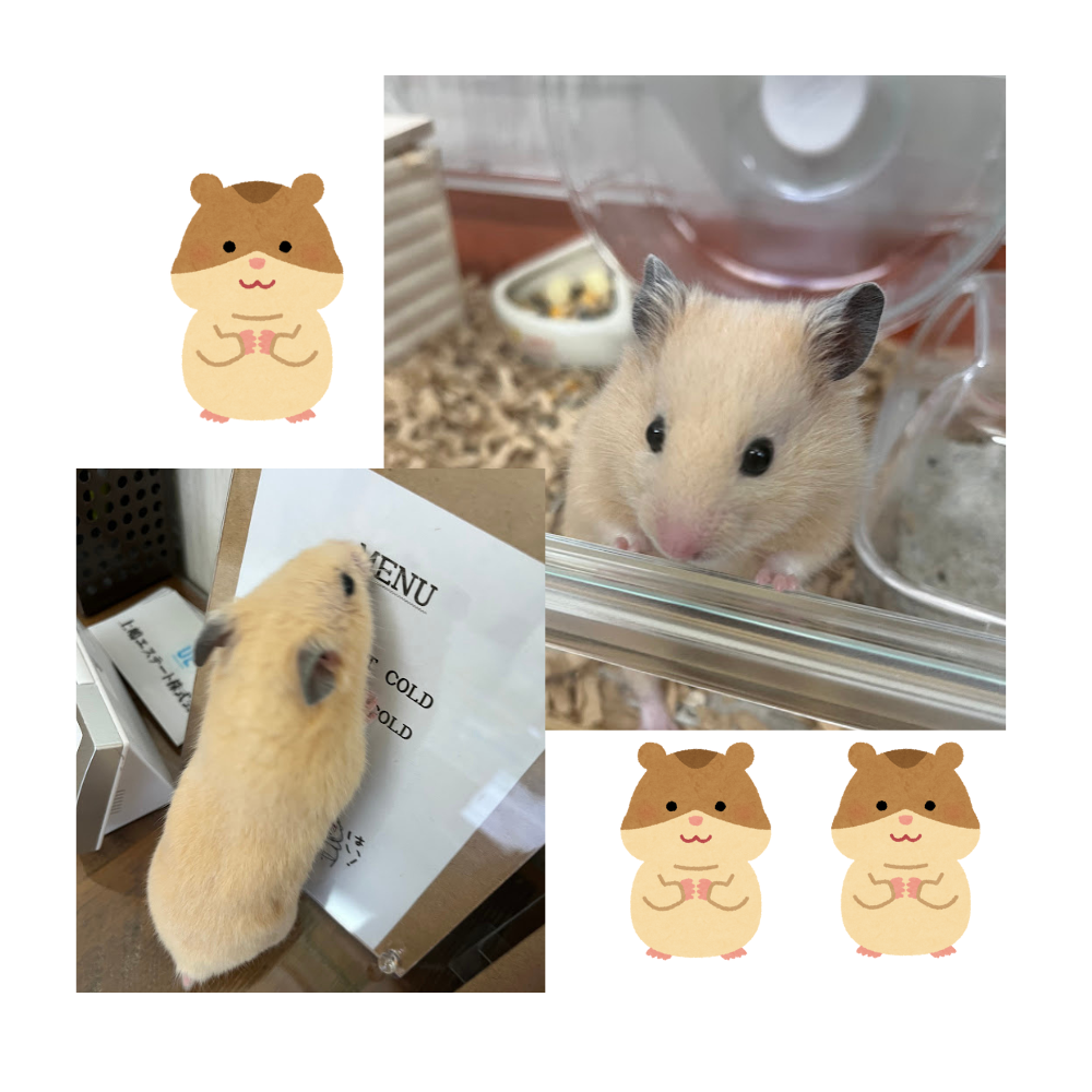 今日のくま子🐹