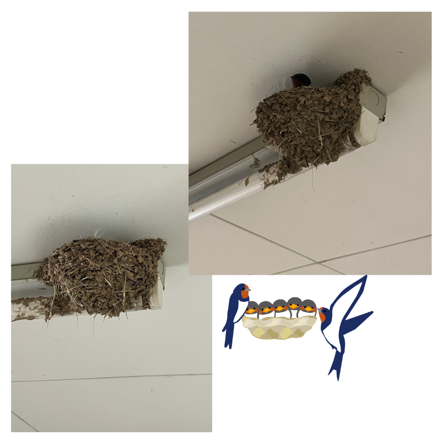 上嶋エステートファミリー追加🐦