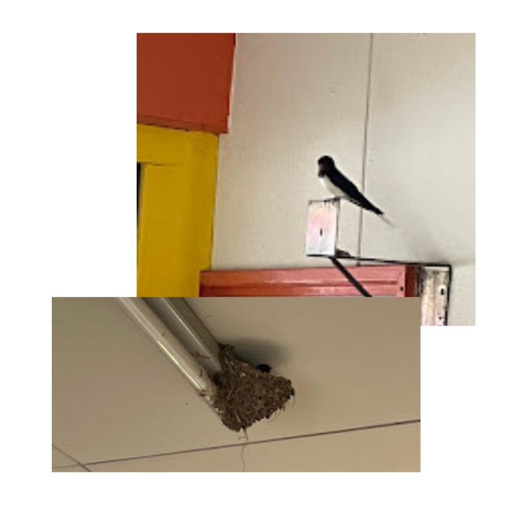 新しいツバメさんが来てくれました🐦