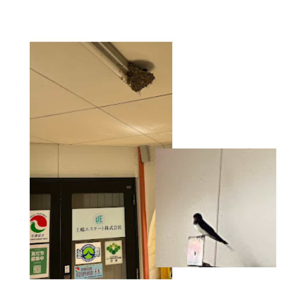 つばめさん元気そうです😊