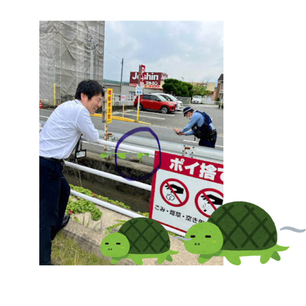 道路に亀🐢が😱