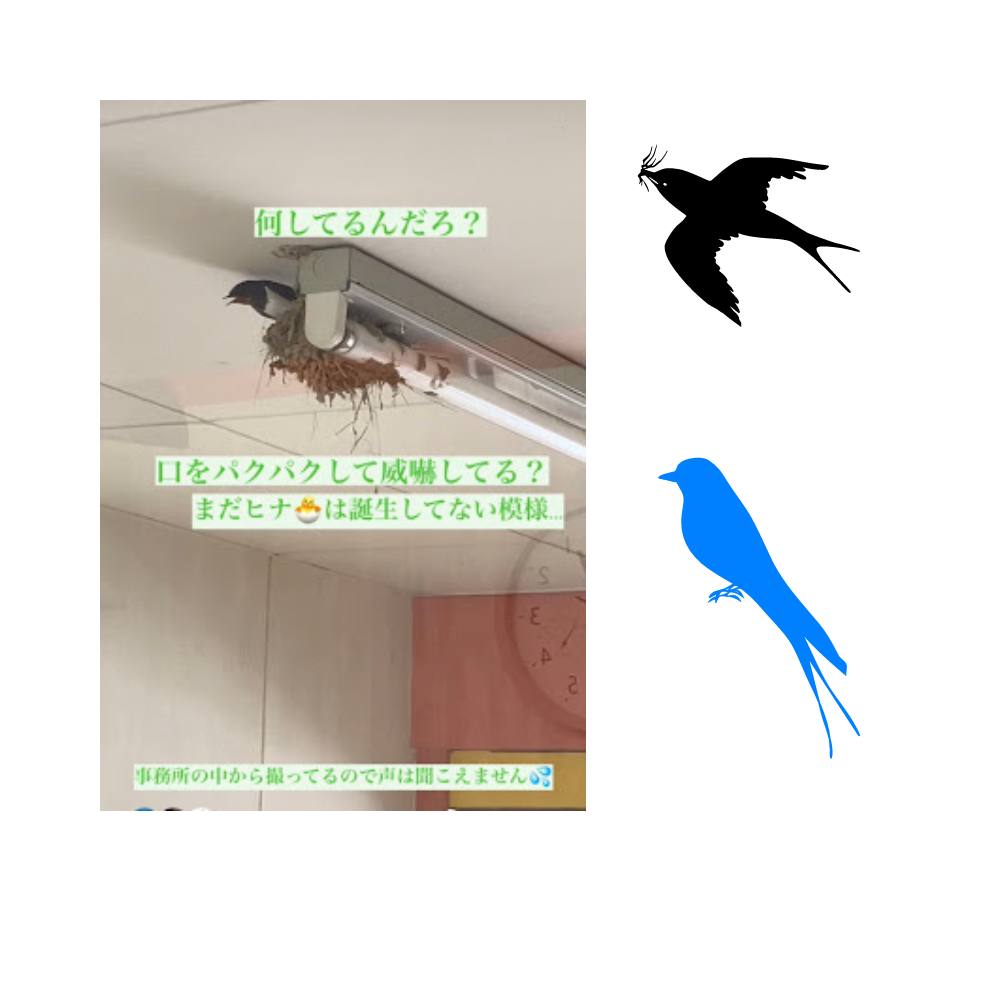 つばめさんどうした💦