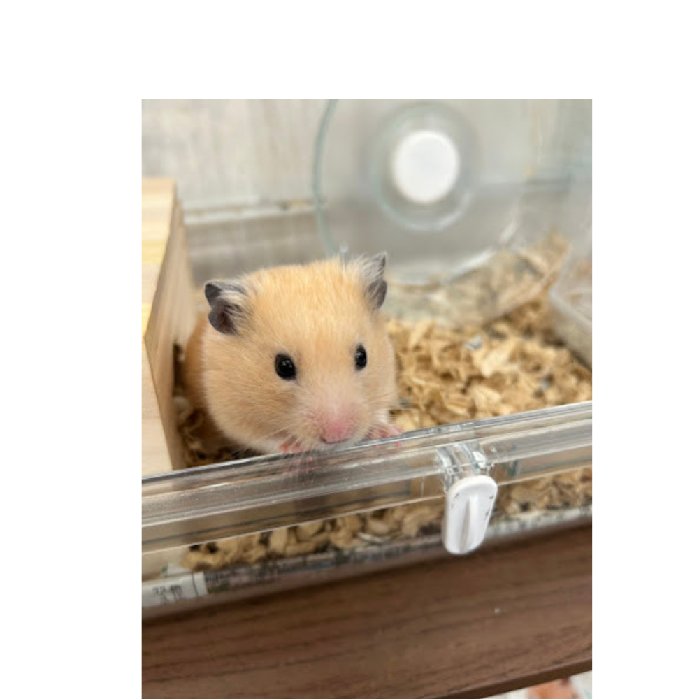 ゴールデンウィークはじまりましたね✨