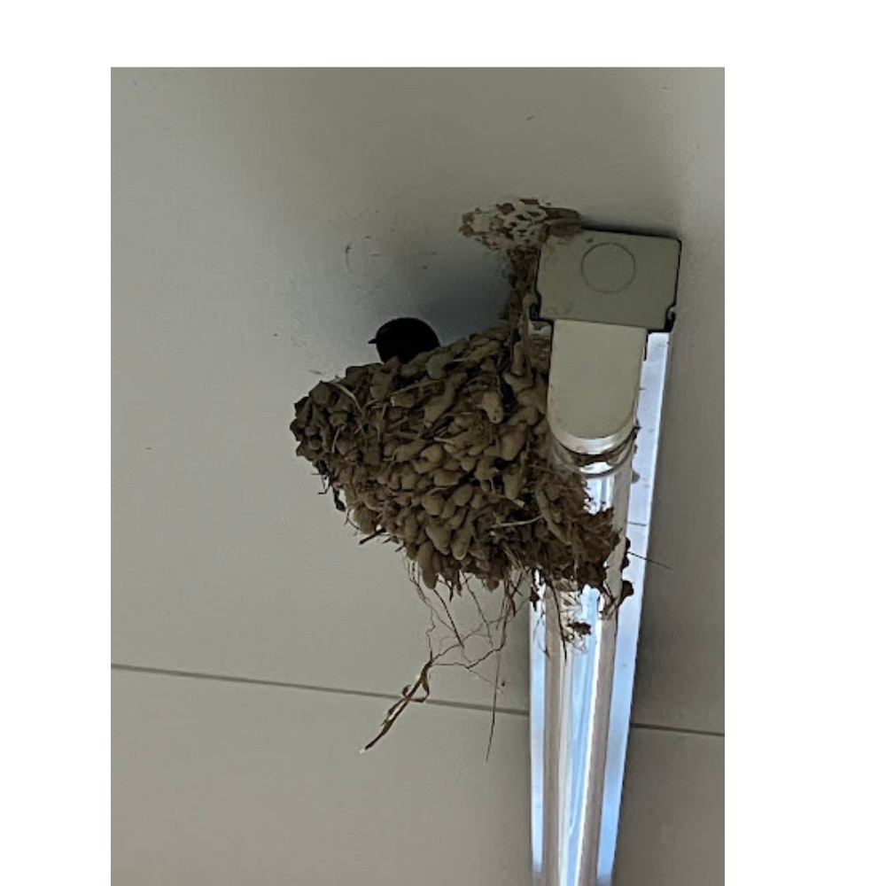 今日のつばめさんPart2🐦