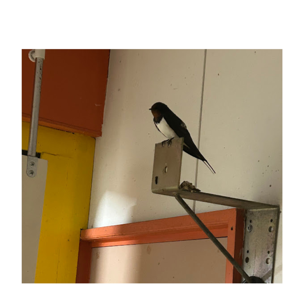 うちのつばめさん🐦